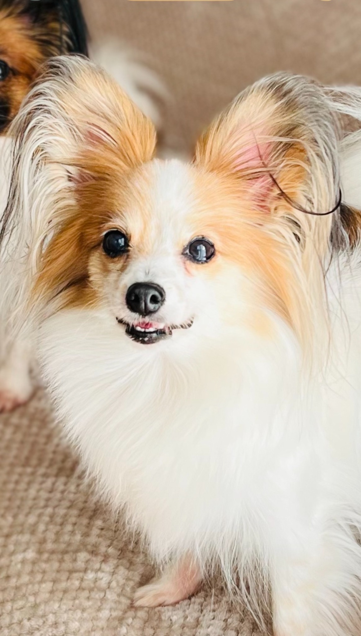 陶雅制作のもとになった愛犬ベルの写真